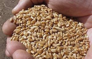 Мудро засеваем огород посев