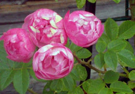 Розы, цветущие не один раз в году розы