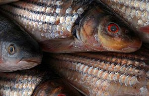 На рынках города полно рыбы даже во время нереста рыба