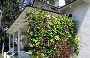 Вьющаяся сирень – отечественная замена лиане вьющаяся сирень