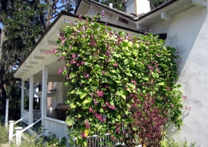 вьющаяся сирень вьющаяся сирень