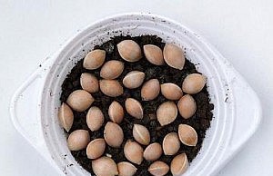 Подготовка семян к высадке стратификация