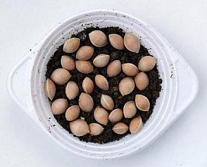 стратификация