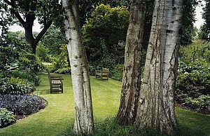 Что посадить в тени? тень