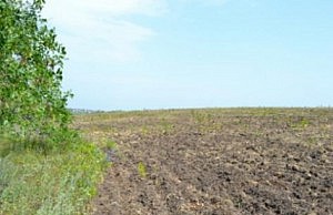 Частные предприниматели нанесли государству более 450 000 гривен убытков земля