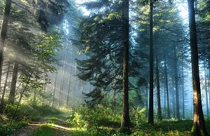 РАБОЧЕЕ МЕСТО — ЛЕС