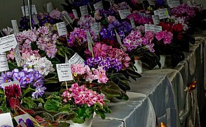 Поспешите на выставку фиалок фиалки выставка