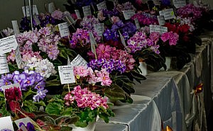 фиалки выставка