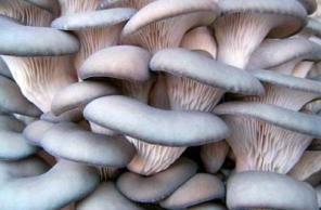 Вешенка – выращиваем в домашних условиях вешенки