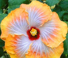 Растения, которые по приметам приносят счастье