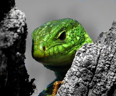 Ящерицы на огороде – вредители или помощники? ящерица