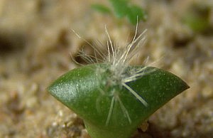 Кактусы из семян – сложно, но возможно кактус