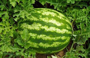 Арбуз – от косточки до спелого плода арбуз