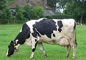 Кормежка коровы и правила общего ухода корова