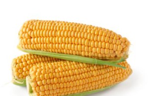 Кукуруза – делаем все ради солидного урожая кукуруза