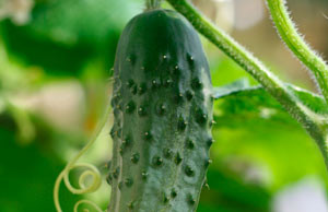 Выращиваем огурцы в открытом грунте огурец