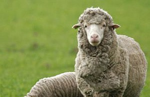 Как заставить овцу быть более лохматой? овца