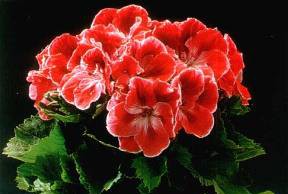 Пеларгония – возвращение благородного цветка пеларгония