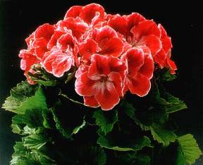 пеларгония