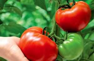 Выращиваем богатый урожай томатов помидоры