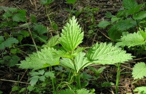 Лечение травами – особенности и опасения травы