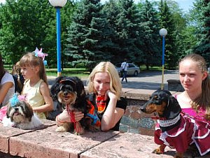 выставка собак выставка собак