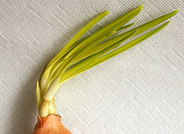 Собственный лук на грядке – трудоемко, но экологично лук