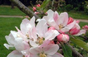 Как увеличить урожайность яблони? яблоня