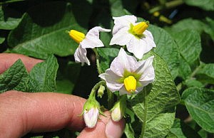 Препятствовать ли цветению картофеля? картошка