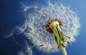 Одуванчик – польза растения, которое многие считают сорняком одуванчик