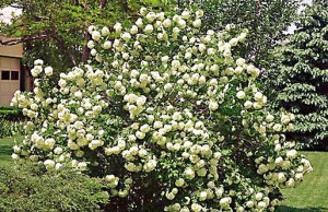 Лох узколистый – плодовое растение из Средней Азии лох