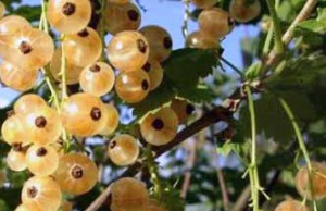 Если смородина, то золотая! смородина