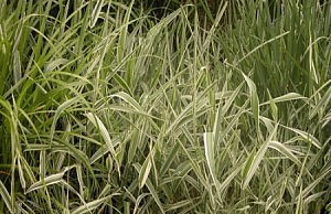 Левый берег зарастает сорняками трава