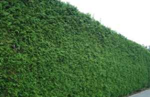 Если изгородь, то живая! живая изгородь