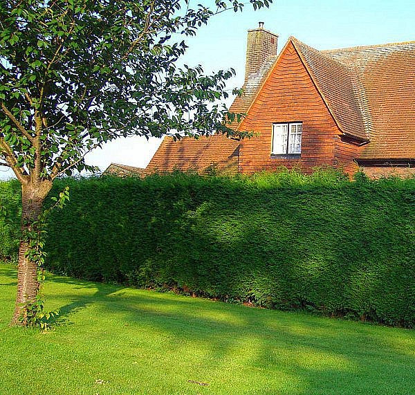 живая изгородь