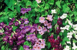 Растение, которым можно украсить окна азарина