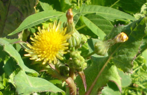 Как победить самые живучие сорняки? сорняки