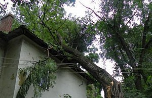 Непогода оставила сотни домов без света дерево