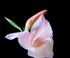 Гладиолус – «король» цветов в вашем саду гладиолус