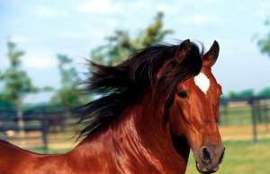 Конский навоз – на замену химии