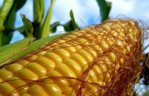 Кукуруза Морохова кукуруза