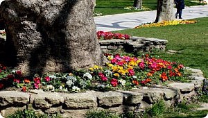 Цветник под деревом – красиво и удобно цветник