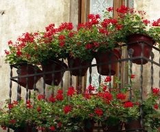 Цветочный сад на балконе цветы