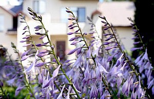 Тенистые углы сада – чем их украсить цветы