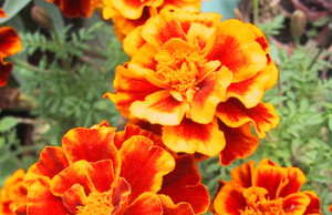 Цветы, которые растут быстрее всех цветы