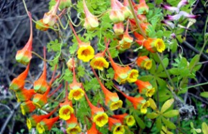 Сад в желто-красных оттенках настурция