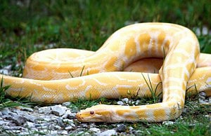 В Днепродзержинске на воле ползает 2,5 метровый питон змея питон