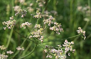 Тмин – еще одно незаменимое растение на участке тмин