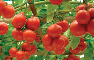 Урожай помидор с одного куста – миф, или реальность? помидоры