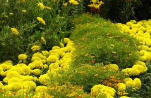 Клумба, которая согревает своим видом цветы